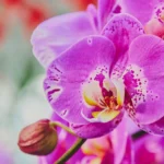 Kaip tiksliai nustatyti, kada laistyti orchidėją