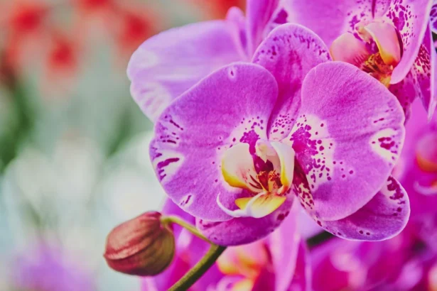 Kaip tiksliai nustatyti, kada laistyti orchidėją