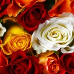 Meilės kupina savaitė