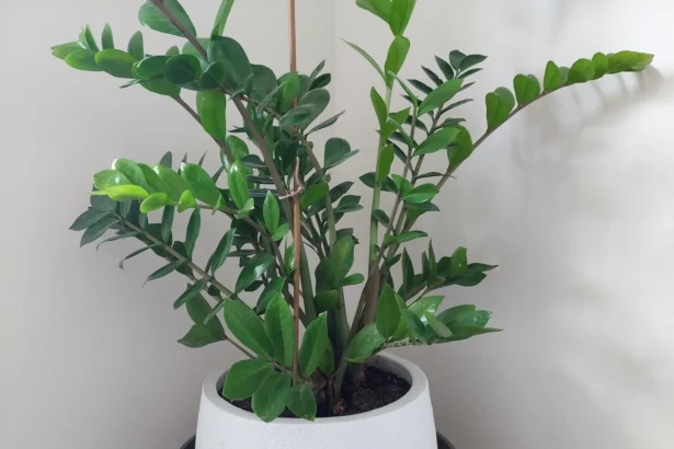 Pinigų medis (zamiokulkas)