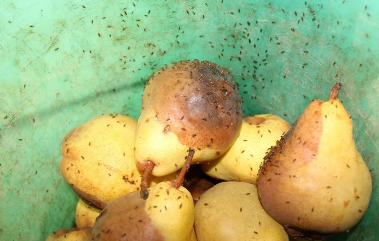 Vaisinės muselės ant vaisių