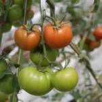 Kokiu vandeniu reikia laistyti pomidorus