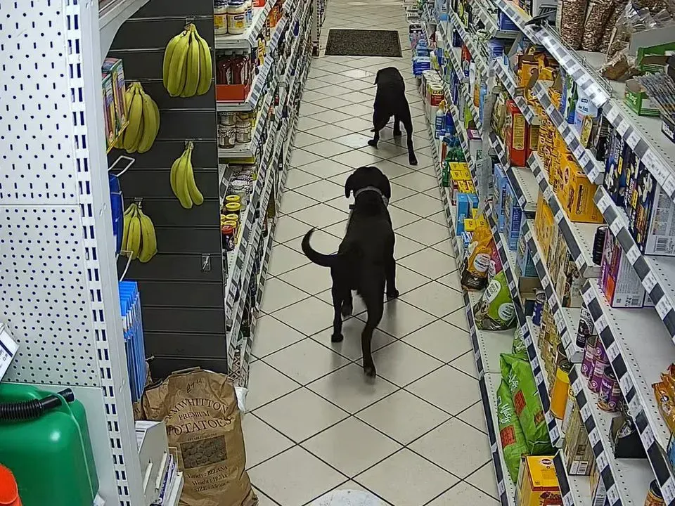 Du labradorai parduotuvėje pavogė duonos kepalą