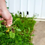 Kaip išnaikinti žoles iš trinkelių