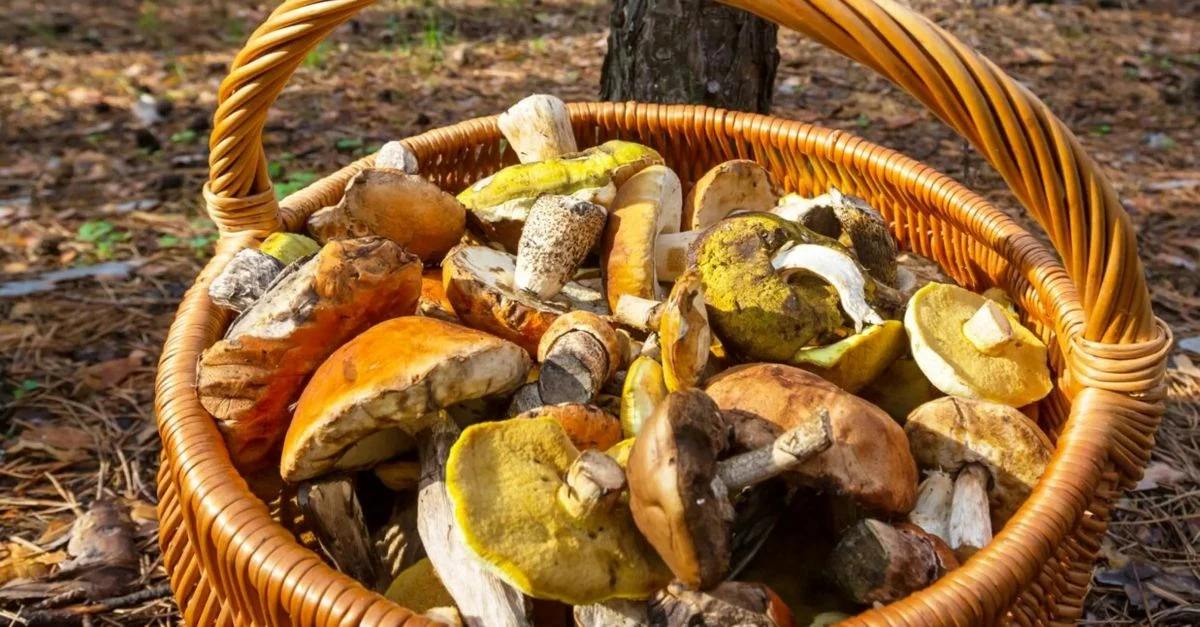 Kaip nuvalyti rankas po grybų rinkimo