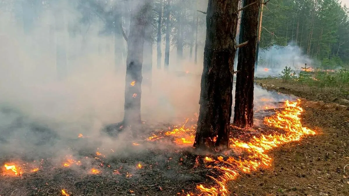 Miškų gaisringumas Lietuvoje