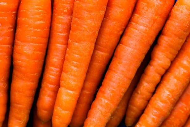 Morkų derlius bus itin gausus