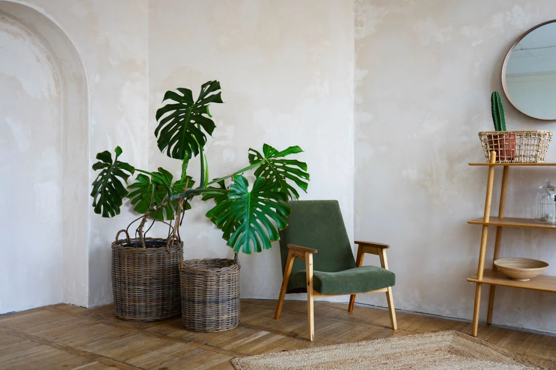 Monstera - pagrindiniai priežiūros ypatumai