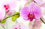Produktas, kuris išgelbės jūsų orchidėjas