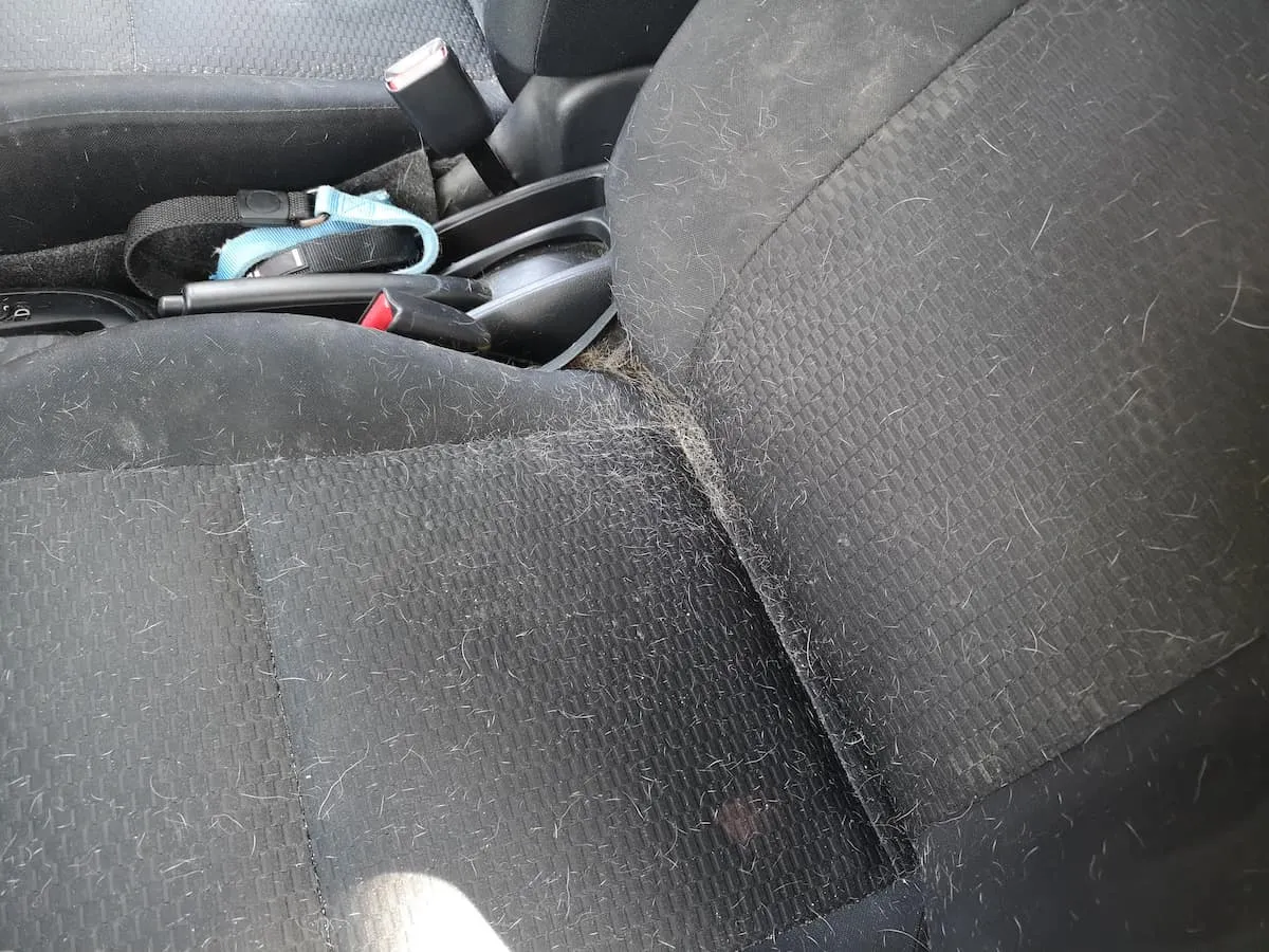 Šunų plaukai ant automobilio sėdynių