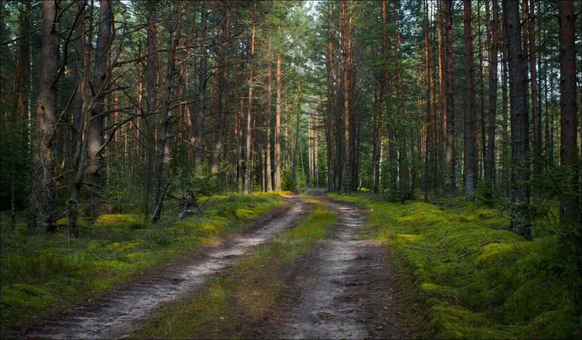 Važiavimas į mišką
