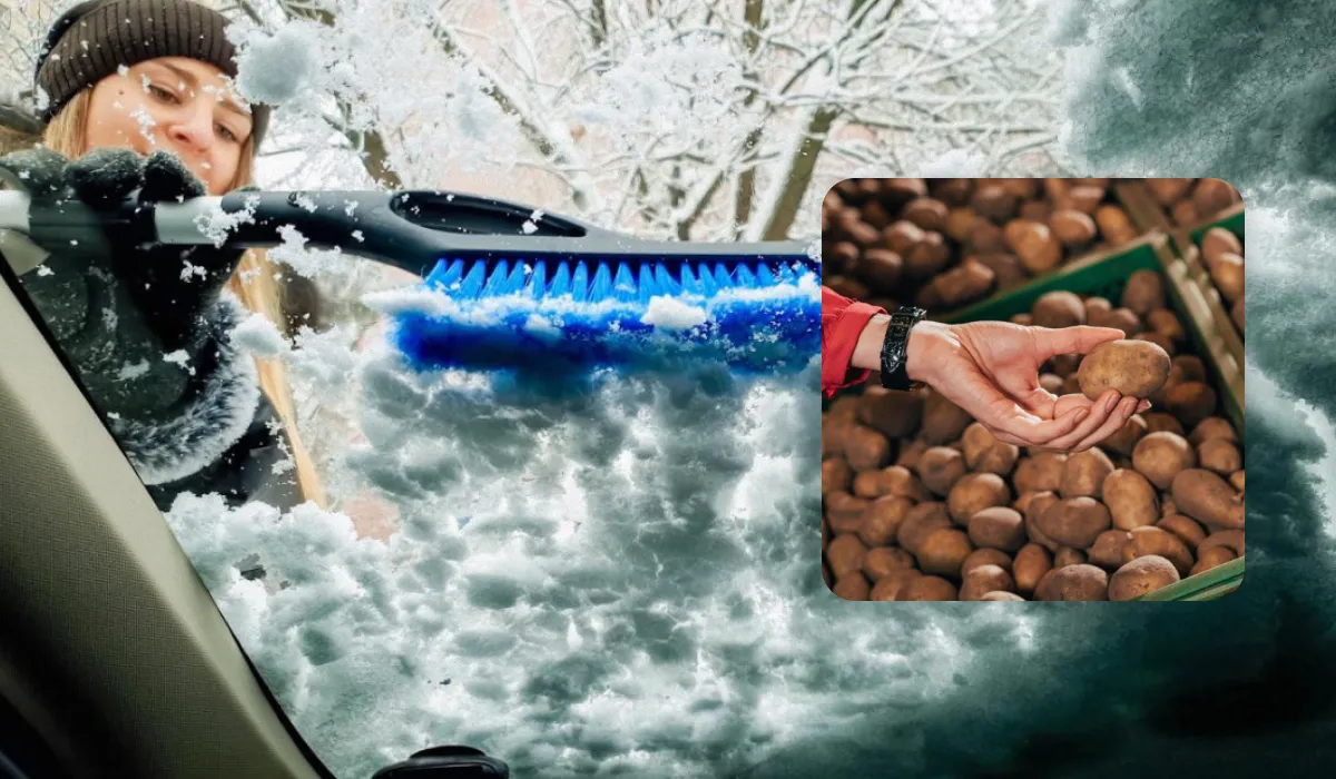 Bulvės panaudojimas stiklui
