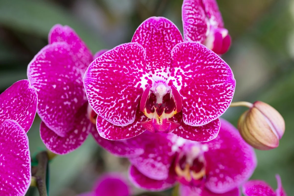 Priežastys, kodėl nežydi orchidėja