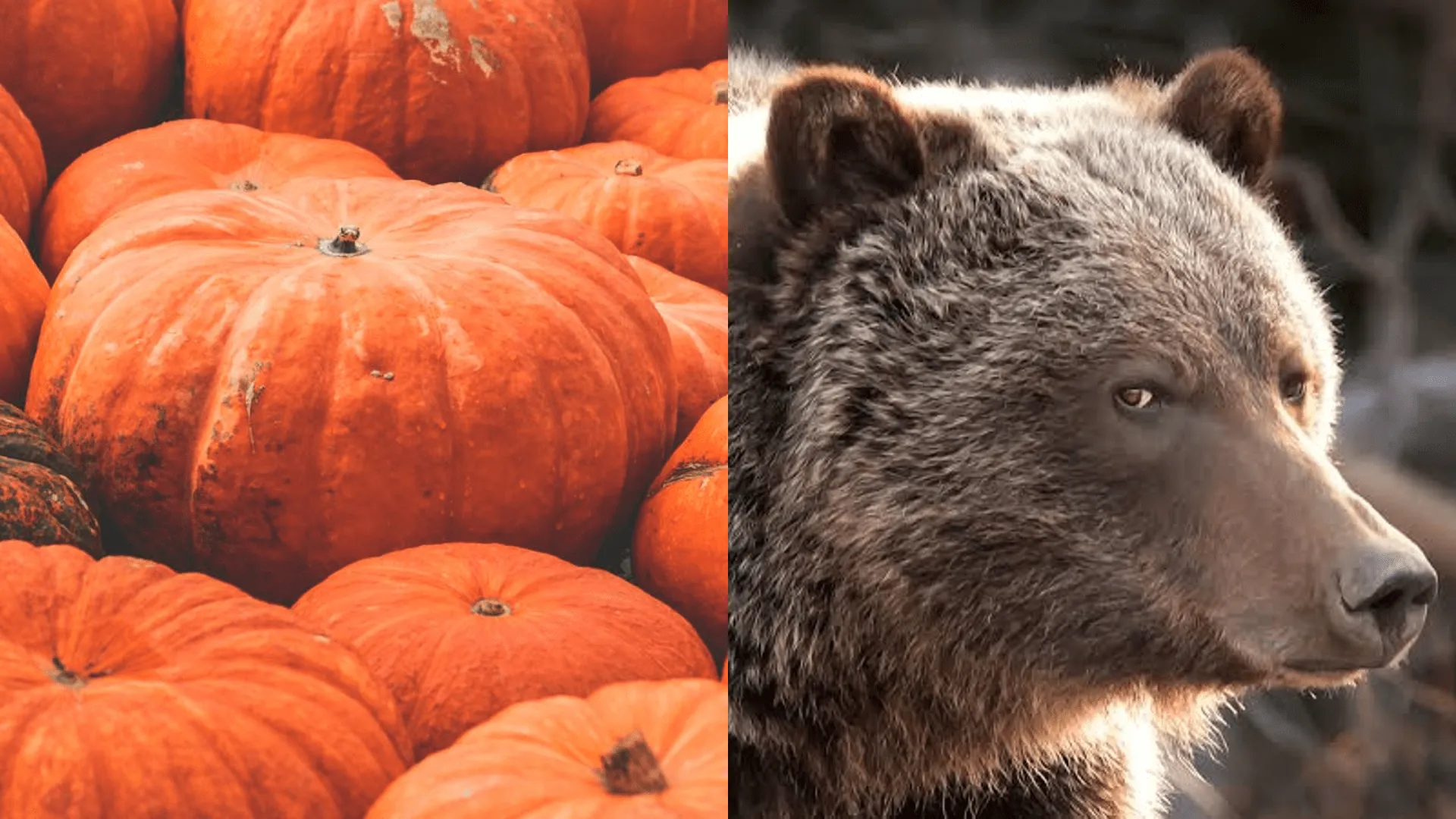 2 grizlių dydžio moliūgas