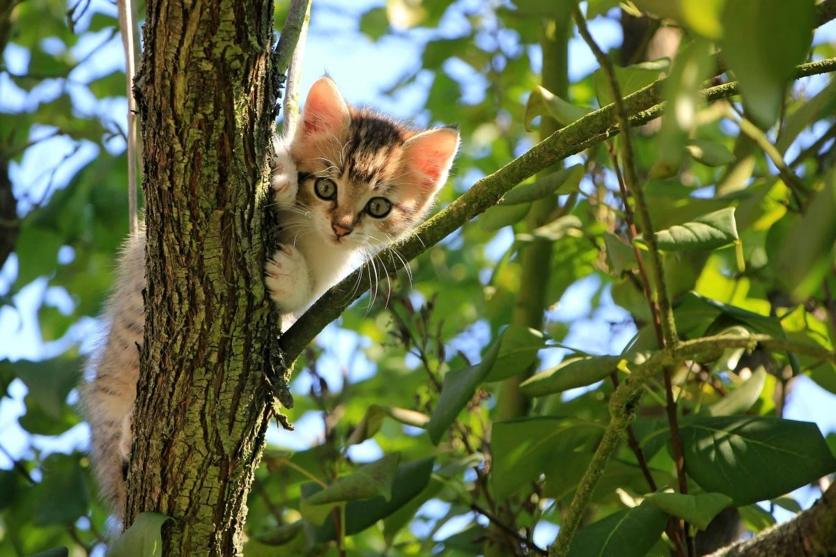 Medžiai, kurių nepatariama sodinti šalia namų