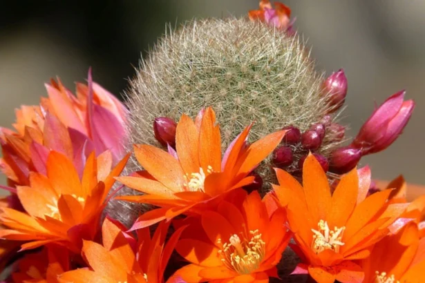 Pagrindinė kaktuso nežydėjimo priežastis