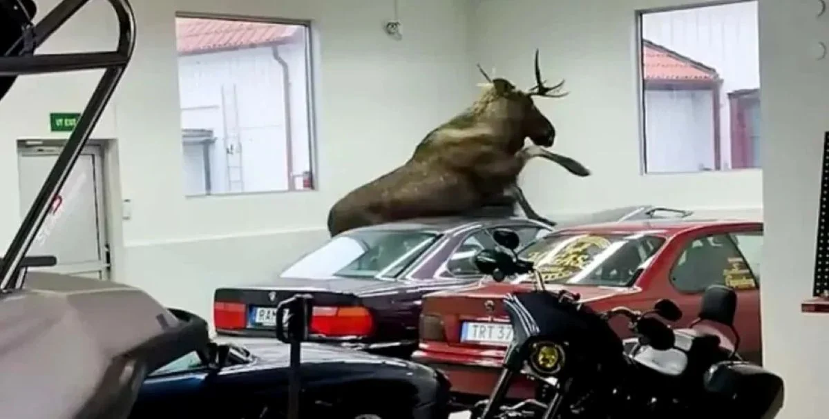 Briedis įsilaužė į automobilių saloną