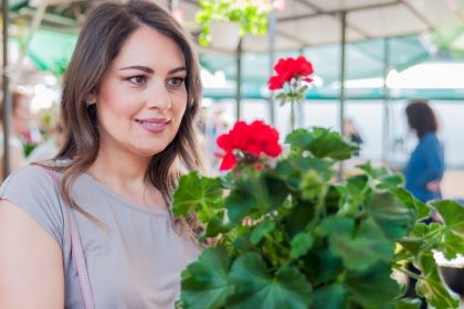 Kaip smeigtuku paskatinti pelargonijų žydėjimą