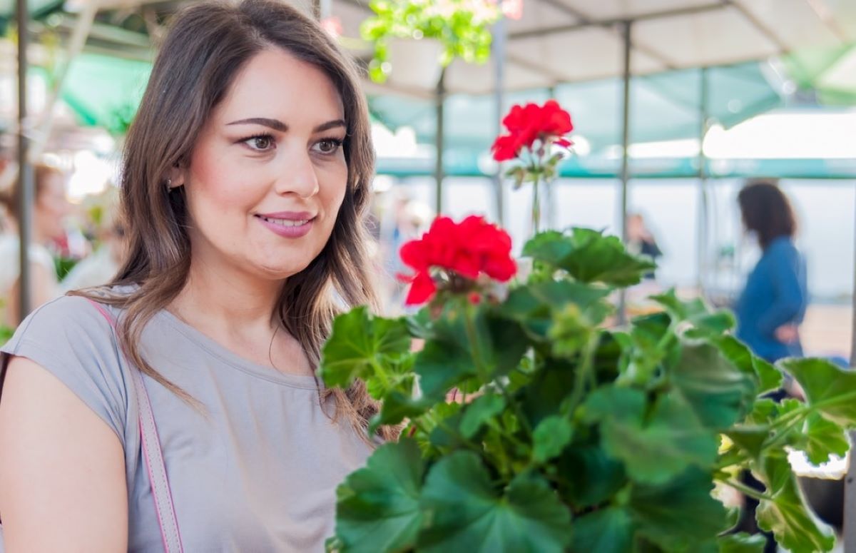 Kaip smeigtuku paskatinti pelargonijų žydėjimą