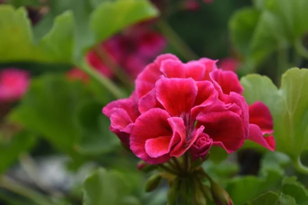 Kodėl pelargonija nežydi