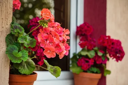 Namų gėlė pelargonija