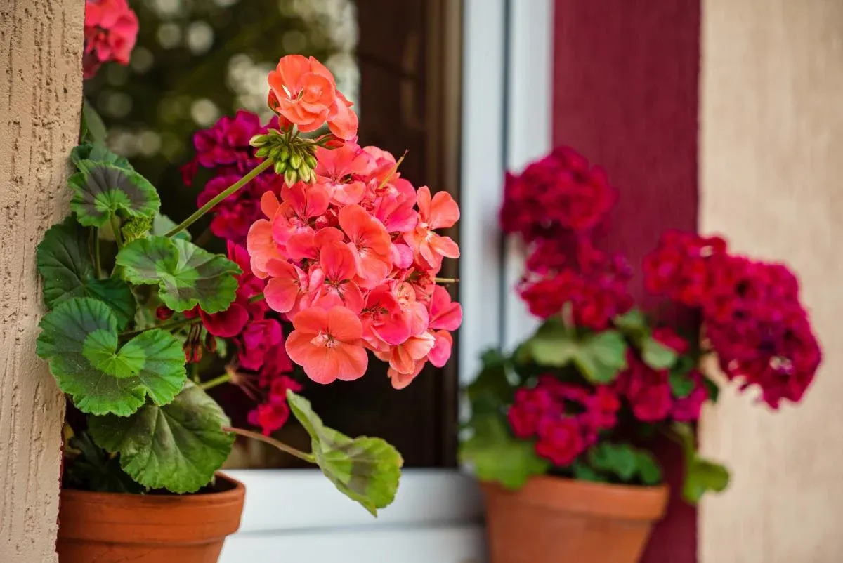 Namų gėlė pelargonija