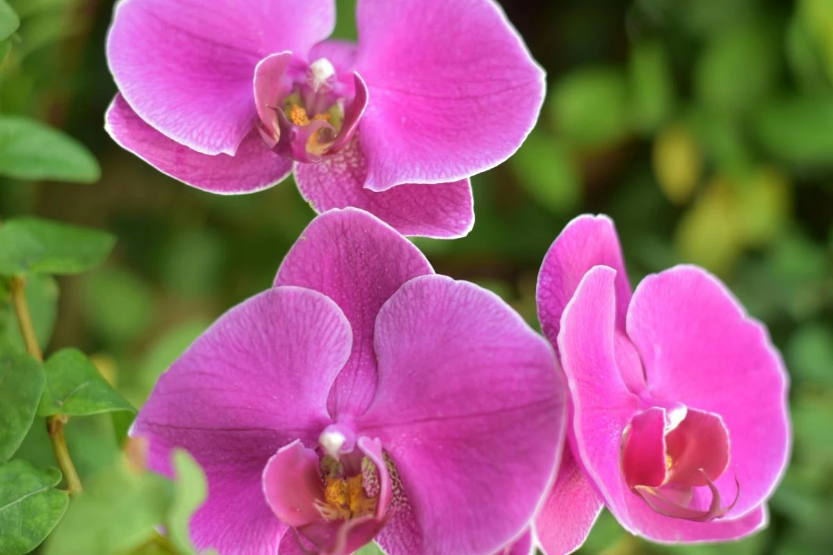 Orchidėja ir vėl žydės