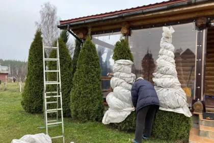 Tujų aprišimas žiemai