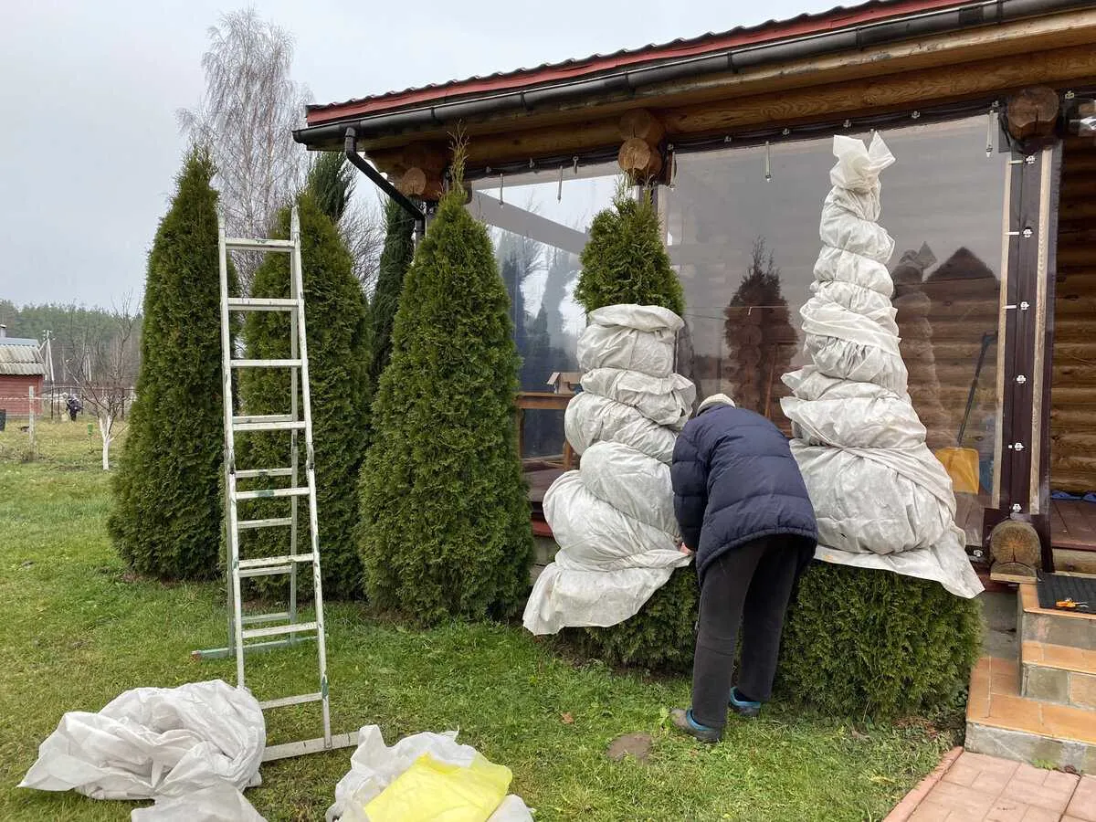 Tujų aprišimas žiemai