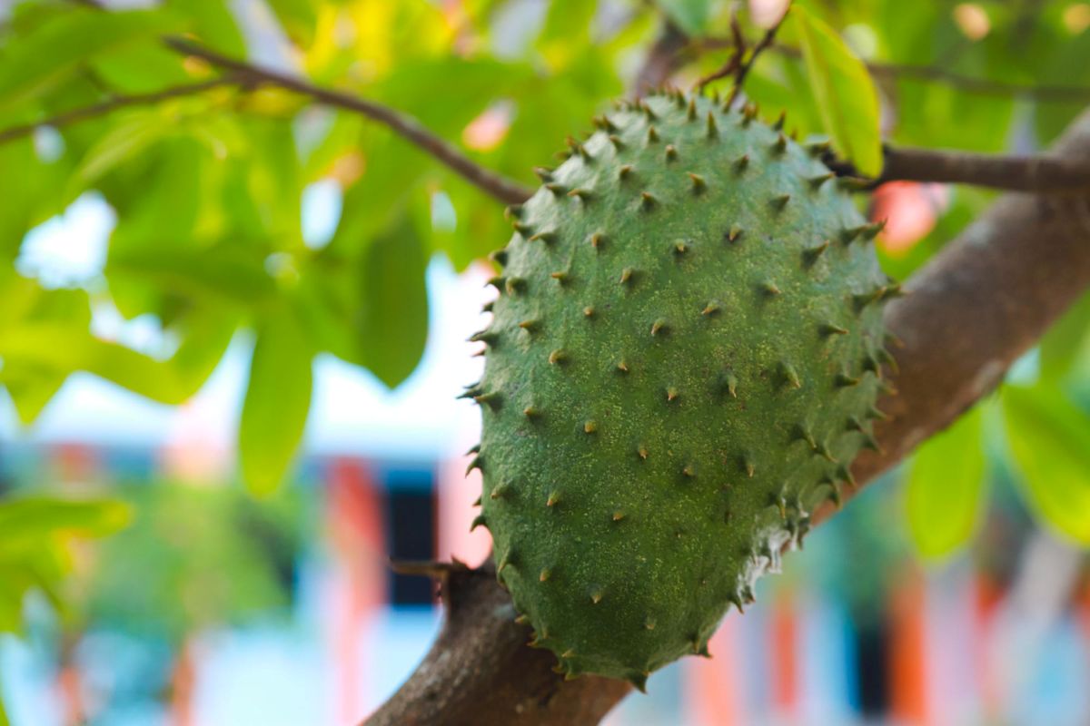 Dygliuotoji anona (Annona muricata)