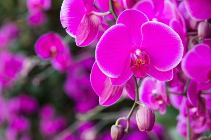 Kaip cinamonas gali paskatinti orchidėjos žydėjimą