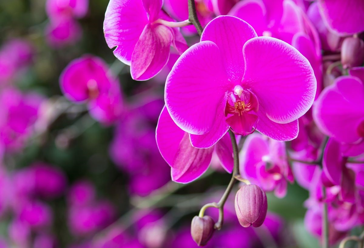 Kaip cinamonas gali paskatinti orchidėjos žydėjimą