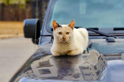 Katė ant automobilio dangčio