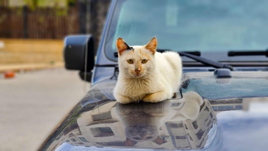 Katė ant automobilio dangčio