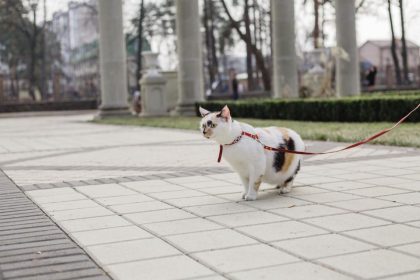 Katė vedžiojama su pavadėliu