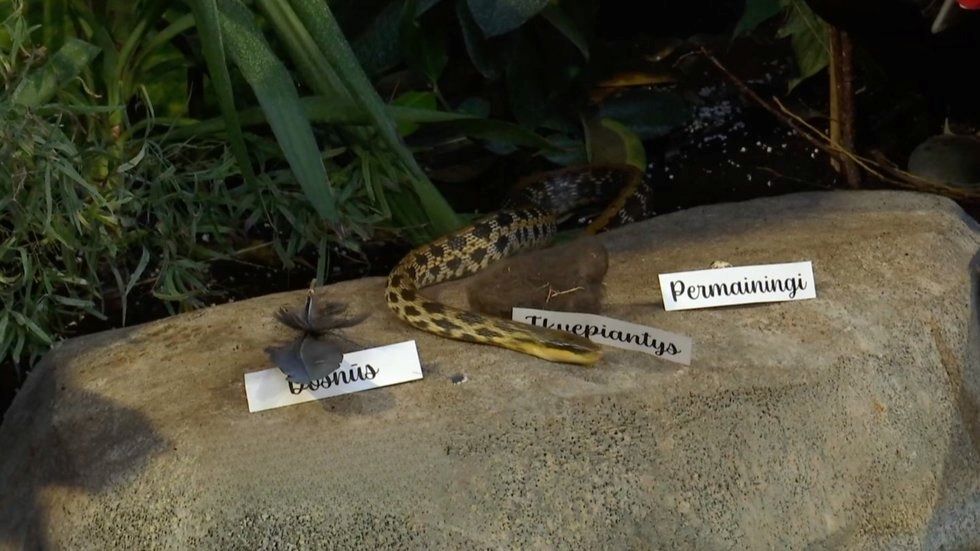 Kauno zoologijos sodo gyvatė
