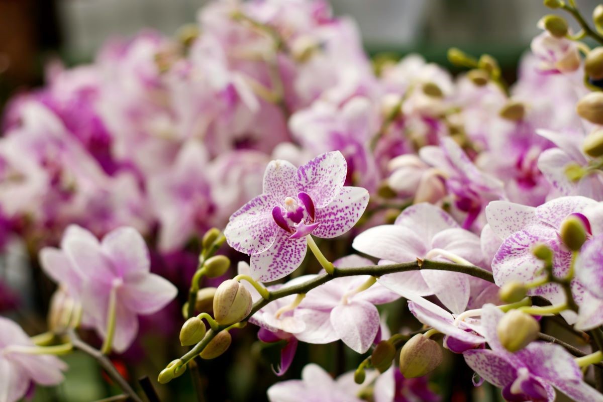 Orchidėja apsipils žiedais