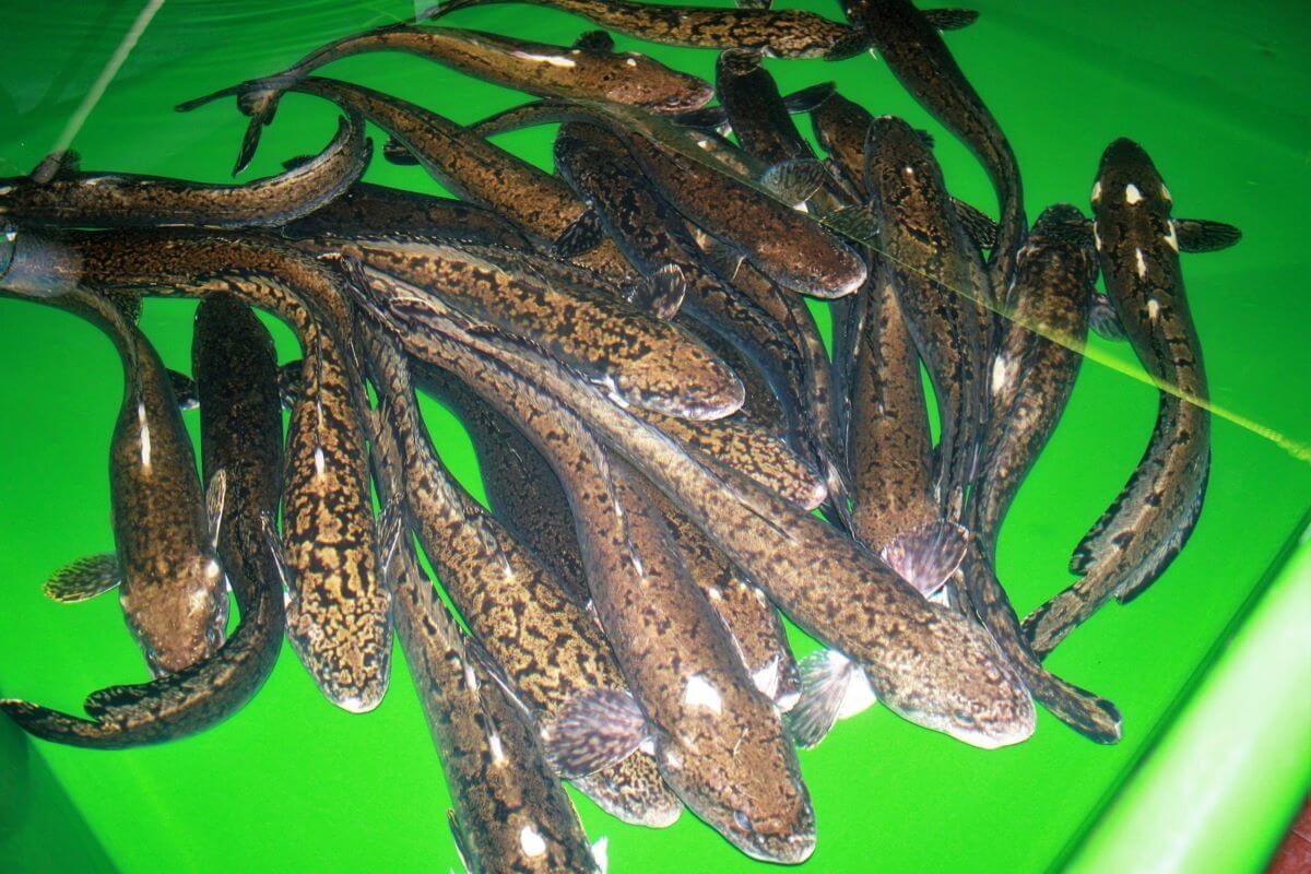 Vėgėlės