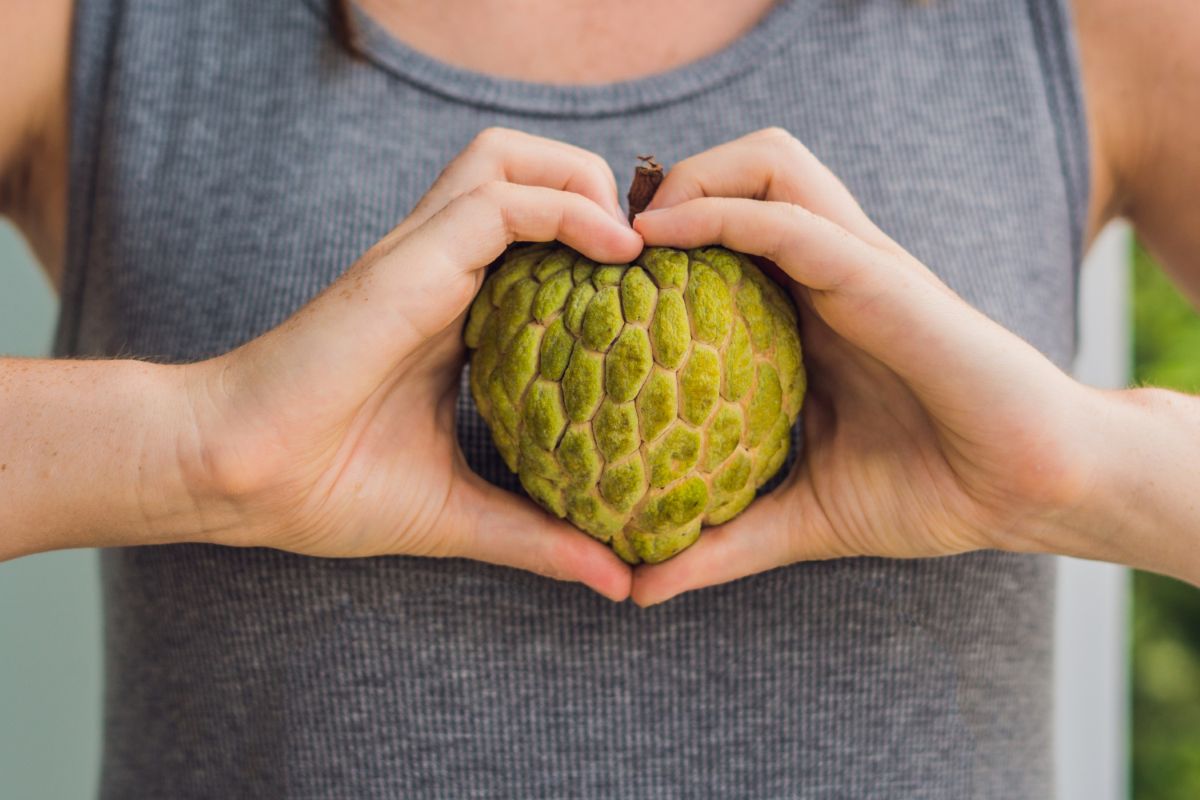 Annona cherimola