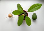 Avokado augalas