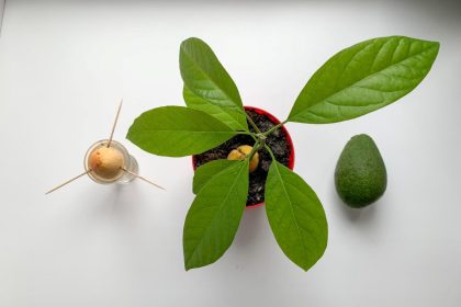 Avokado augalas