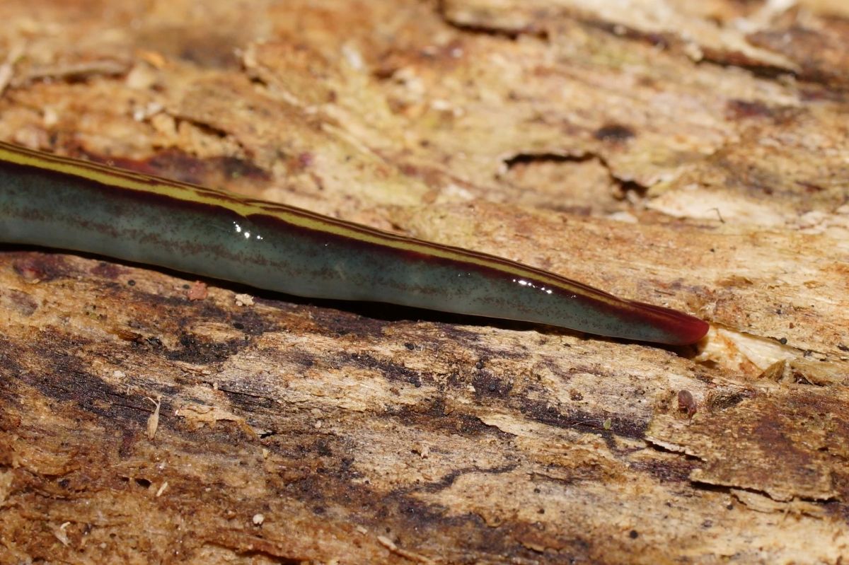 Invaziniai vabalai Caenoplana variegata | Naturalist/Reiner Richter/CC BY-NC-SAmateriały nuotrauka