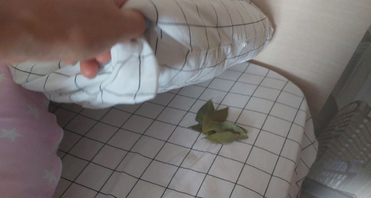 Lauro lapai po pagalve