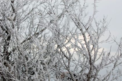 Vaismedžių tręšimas, kurį būtina atlikti jau dabar