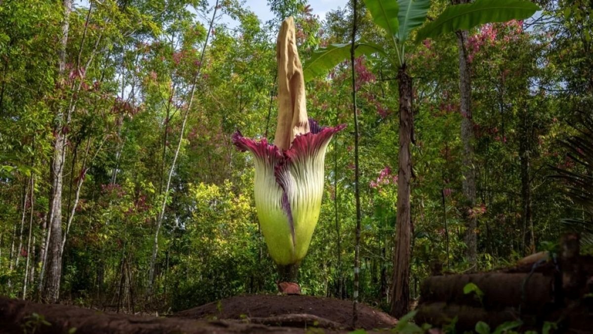 Titanium amorphophallus yra didžiulis, bet tai nėra pavienė gėlė. Autoriaus nuotrauka: Autorius: Bpk Maizal