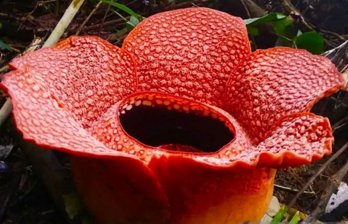 Arnoldo raflezija priklauso Rafflesiaceae šeimai ir yra parazitinis augalas, augantis ant kitų augalų šaknų ar stiebų. Nuotrauka: Antoni William