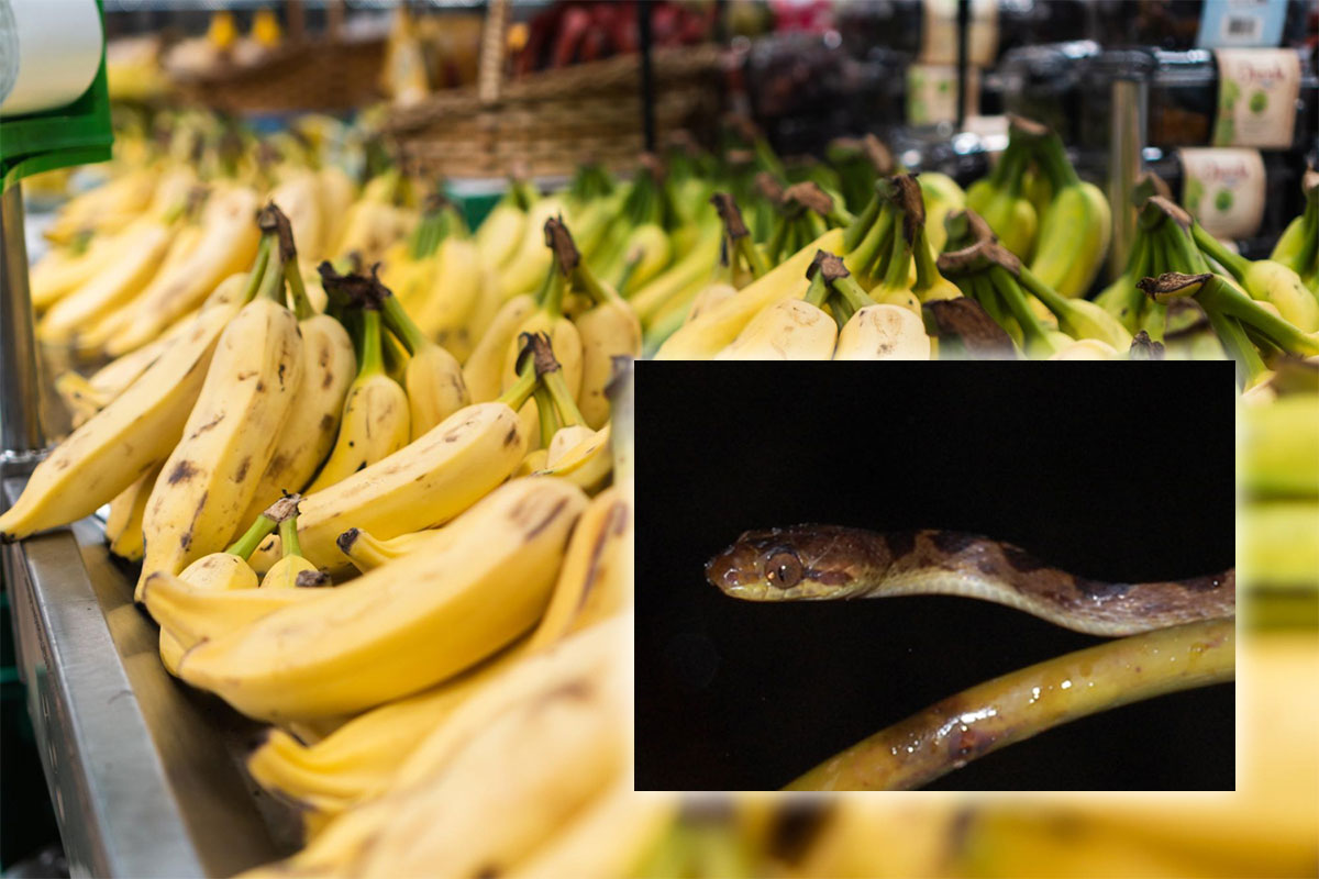 Gyvatė-išlindo-iš-bananų