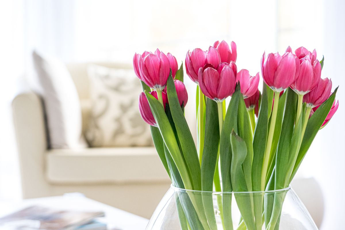 Kaip prižiūrėti skintas tulpes