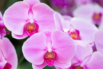 Nepamirškite pasirūpinti savo orchidėjomis