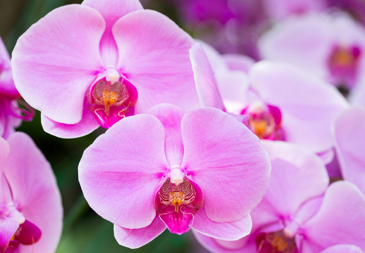 Nepamirškite pasirūpinti savo orchidėjomis
